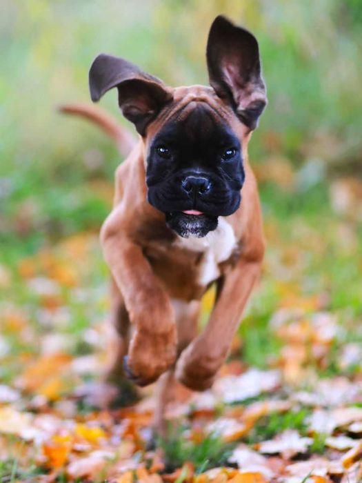 Szczeniak bokser, samiec żółty , ZKwP / FCI