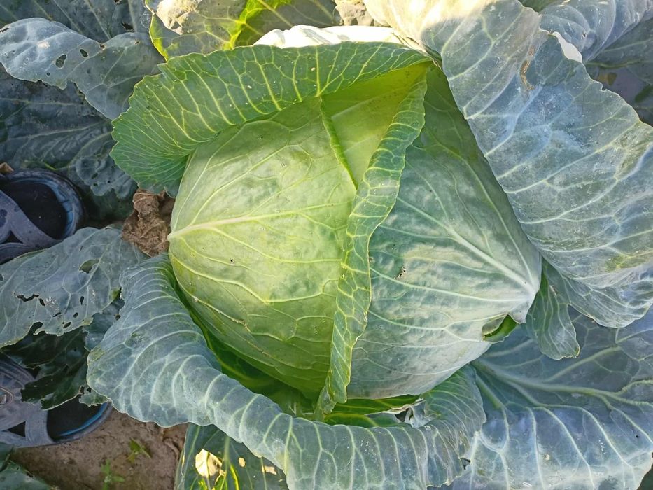 Sprzedam kapustę główki lub szatkowana