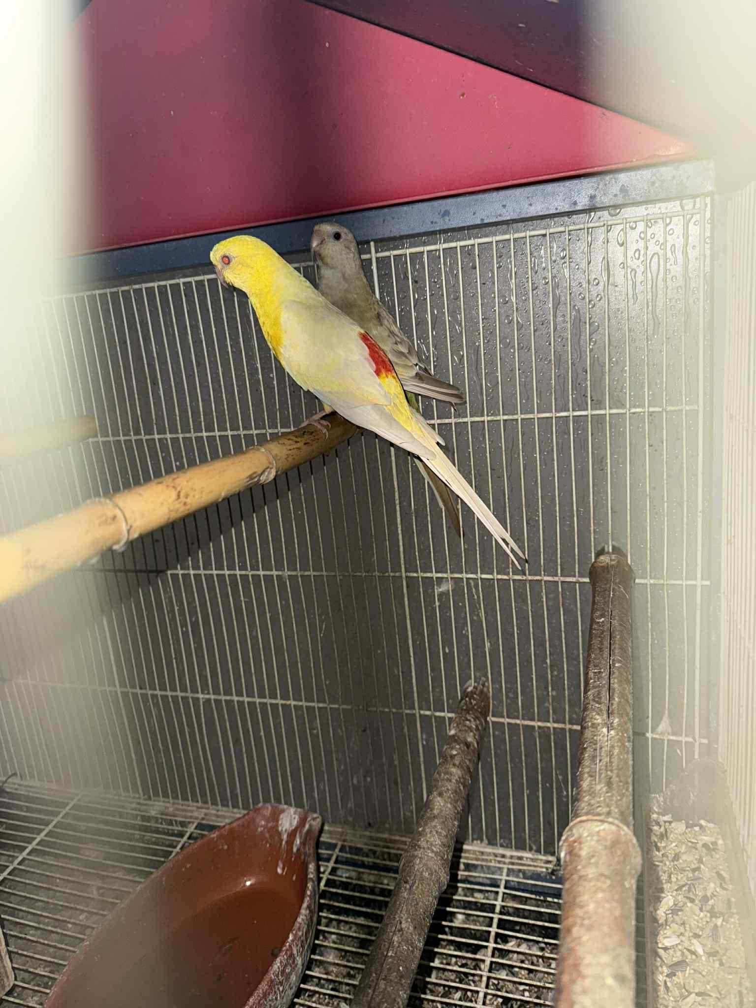 Canários e red rumped