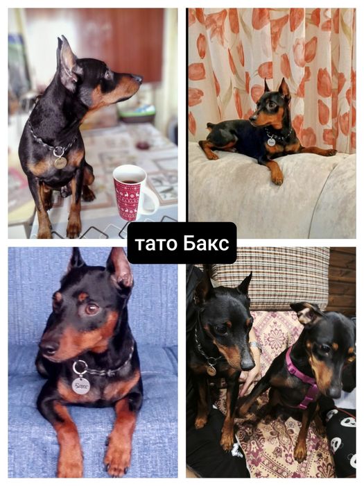 Хлопчики Цвергпінчери народилися 27.08.25 торг