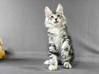 Czarno-srebrny kocurek Maine Coon, rodowód FPL/FIFe