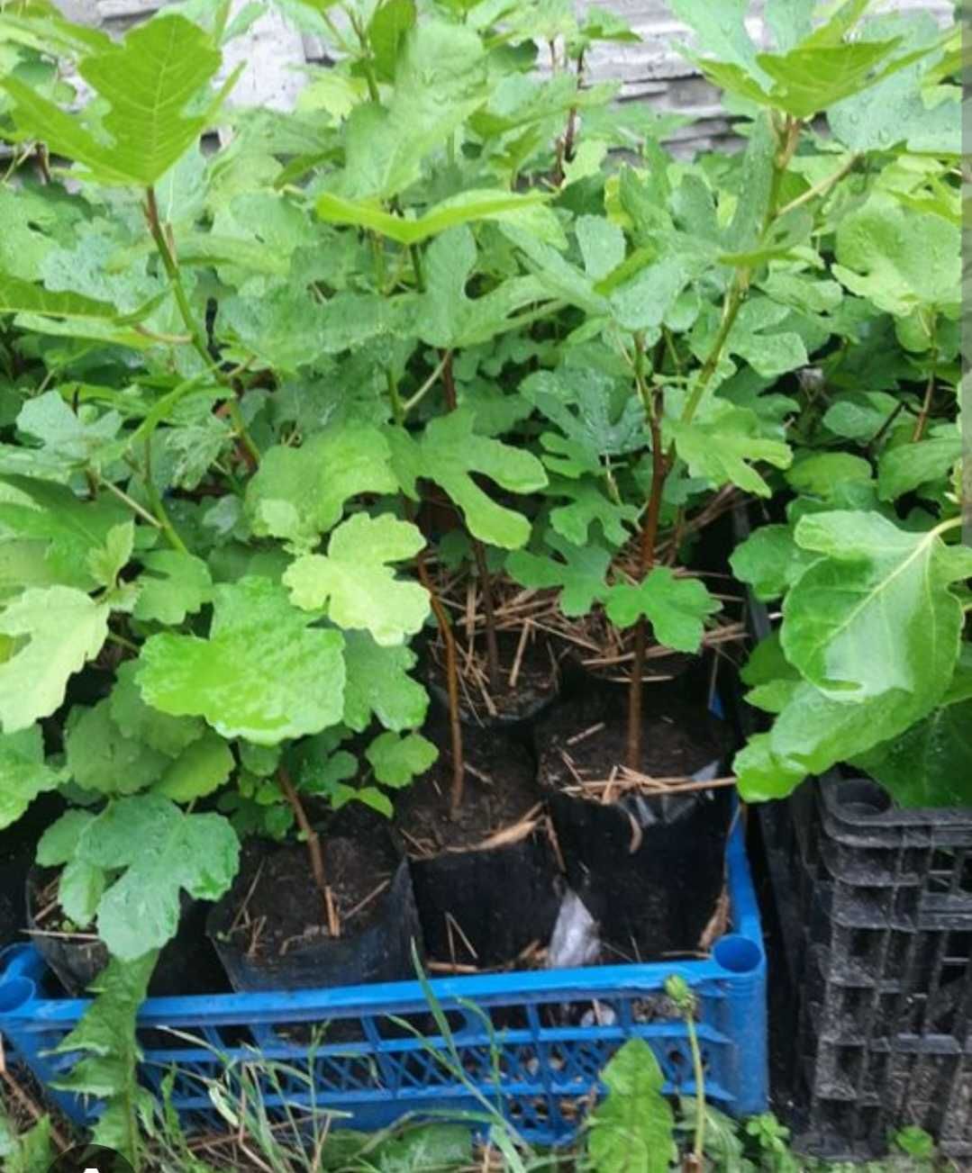 саженцы туя ели сосны цветы кустарники черенки инжира киви гранат