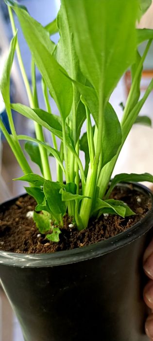 Спатифілум (жіноче щастя)