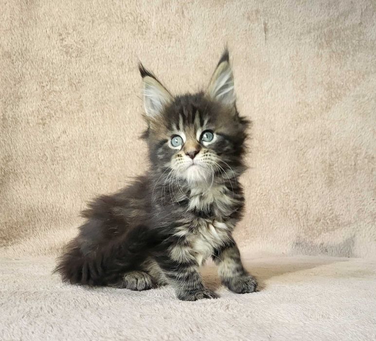 Dziewczynka maine coon z rodowodem FPL