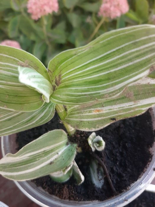 Традесканція, плетуча