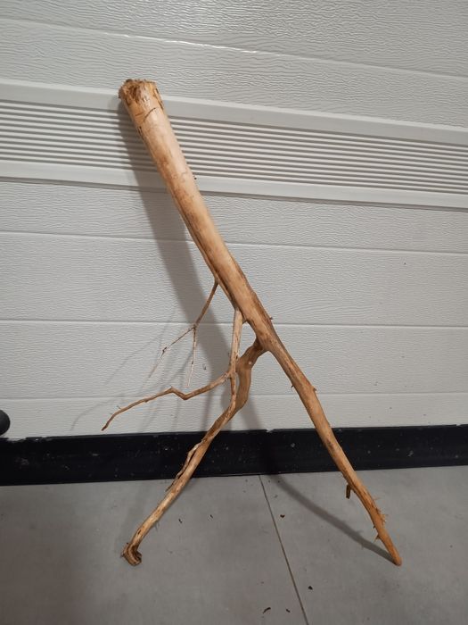 Średni, ciekawy naturalny korzeń do akwarium