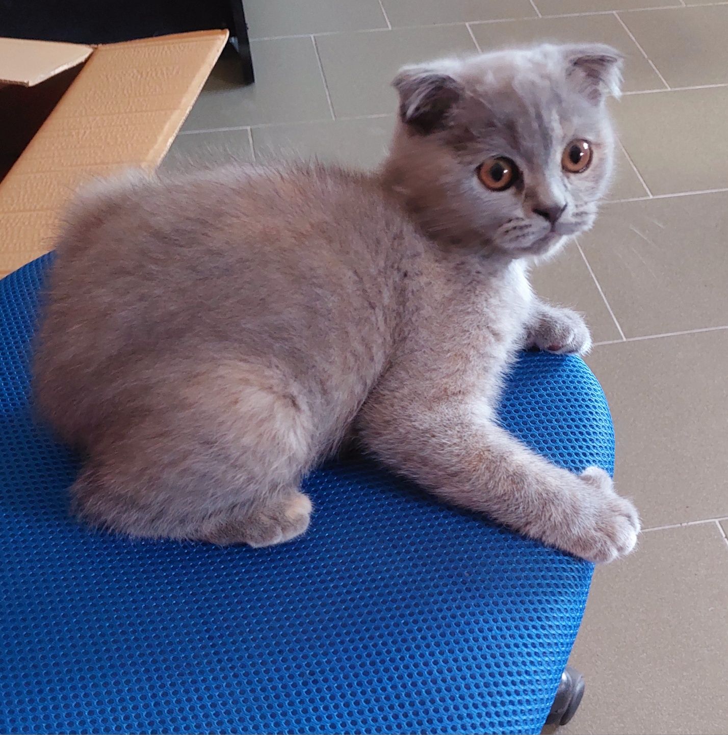 Scottish fold fêmea