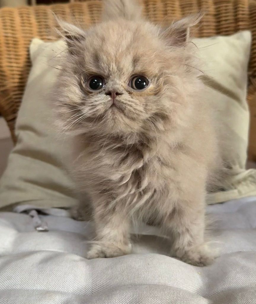 Gatinho british longthair