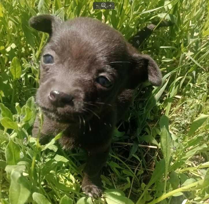 Віддам цуценят 1,5 місяці