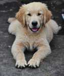 Golden retriever pieski