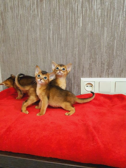Абиссинские малыши.