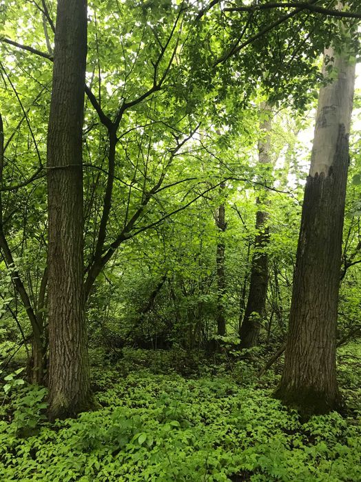 Dzialka do sprzedania 1,45 ha Łąka i Las
