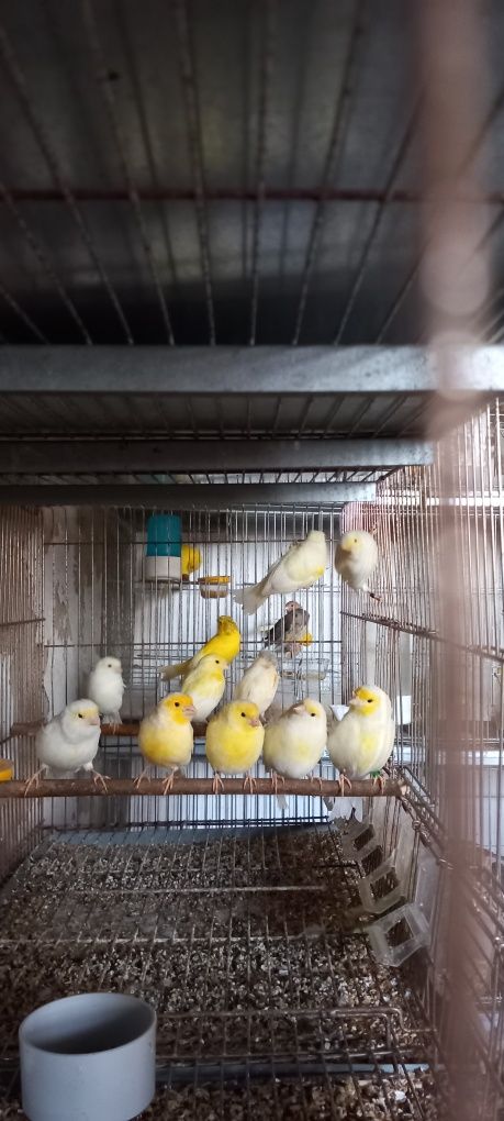 Canários amarelo intenso