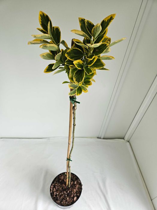 Trzmielina Fortunea 140cm – ozdobna forma szczepiona na pniu C5