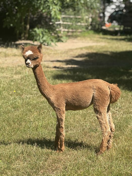 Młody Samczyk Alpaki