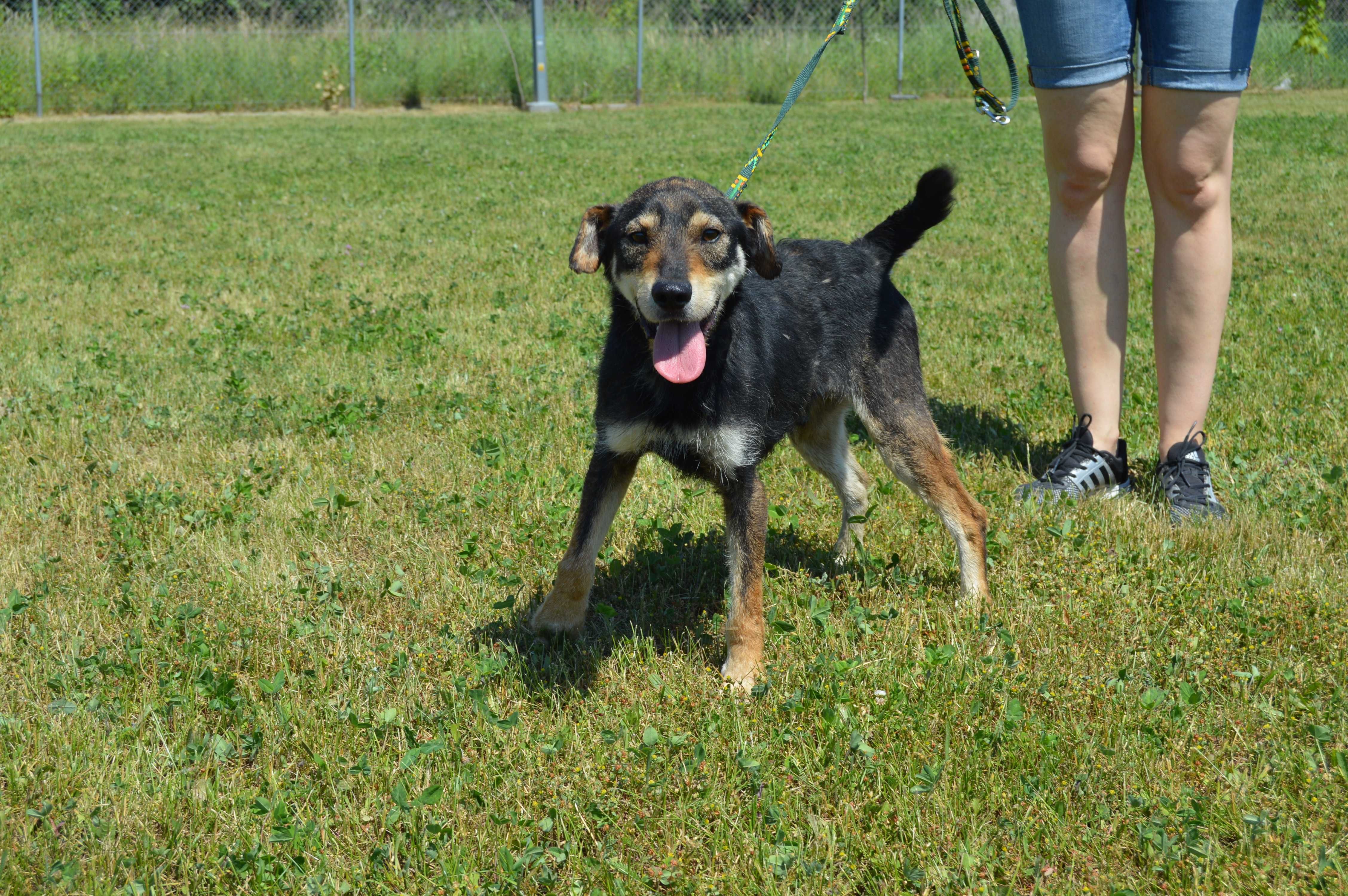 Do adopcji Emil -wesoły, drobny kundelek (szuka też domu tymczasowego)