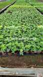 MIX 10 bluszy Hedera helix plus gratis