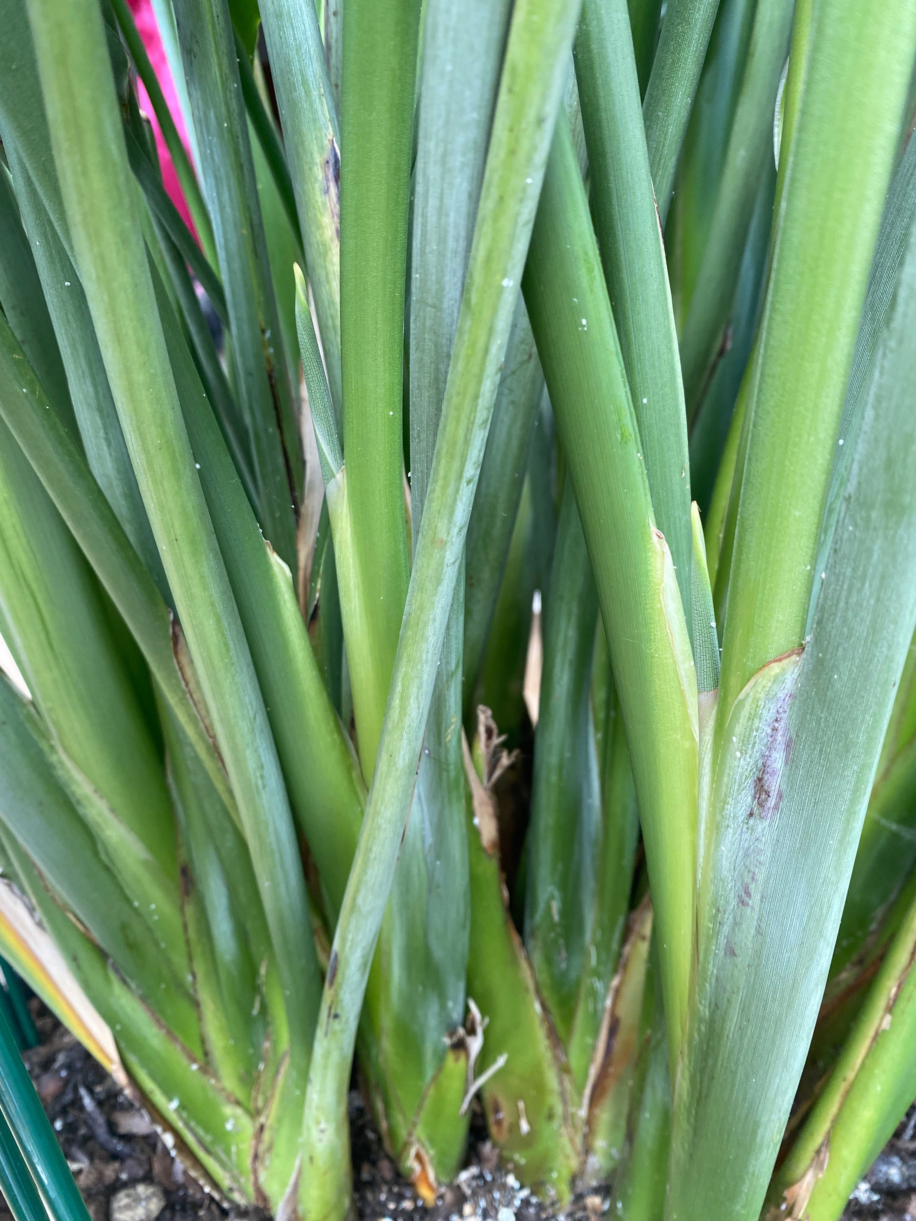 Strelicja reginae