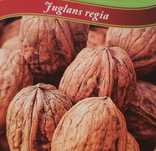 Orzech włoski sadzonka