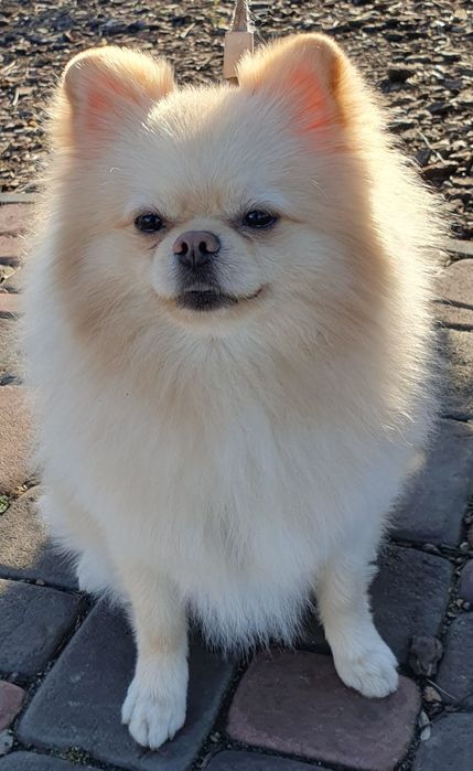 Кабель Померанский  шпиц ищет подружку для вязки