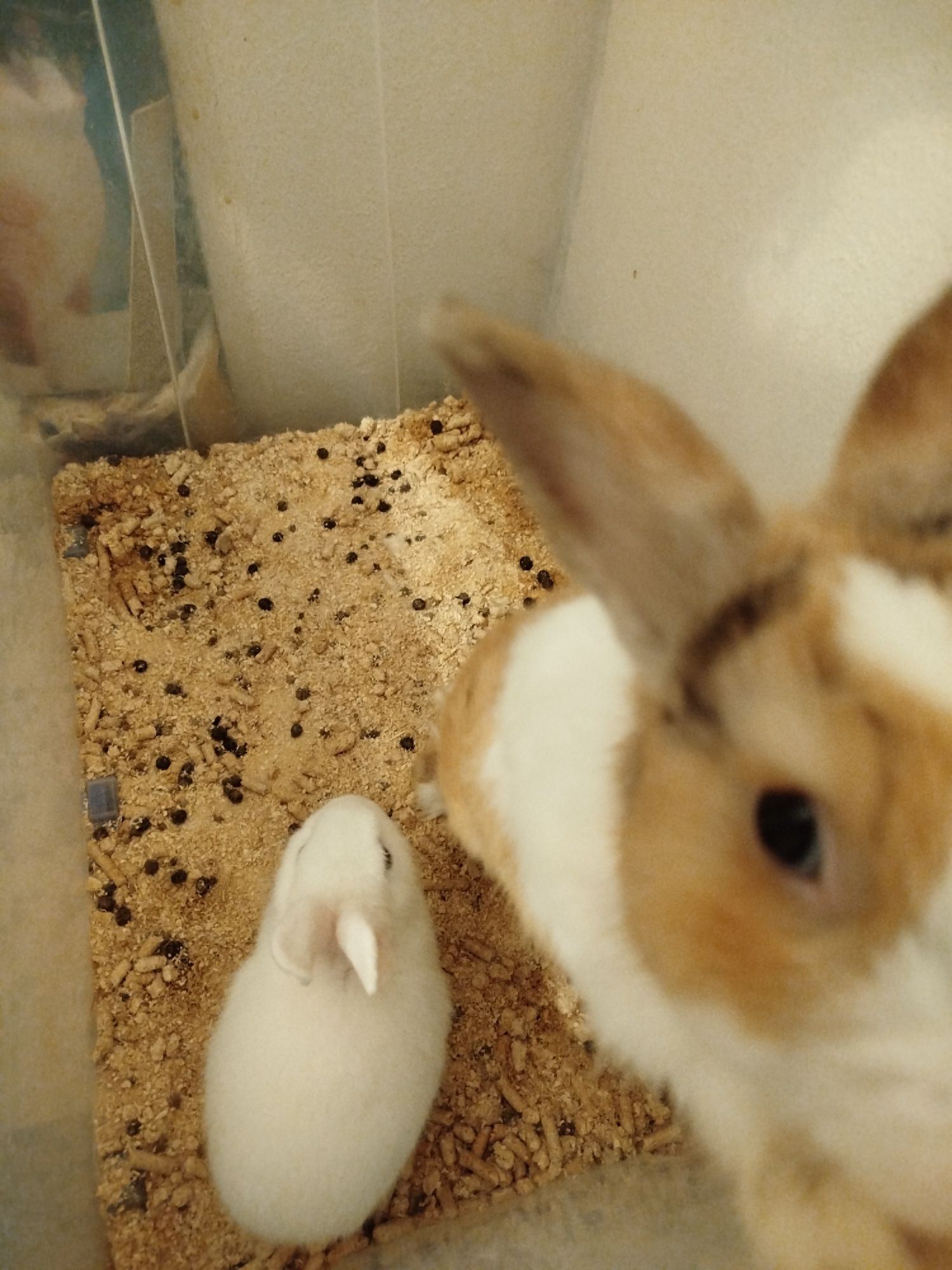 Vendo coelhos anões