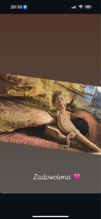 Agama brodata z terrarium