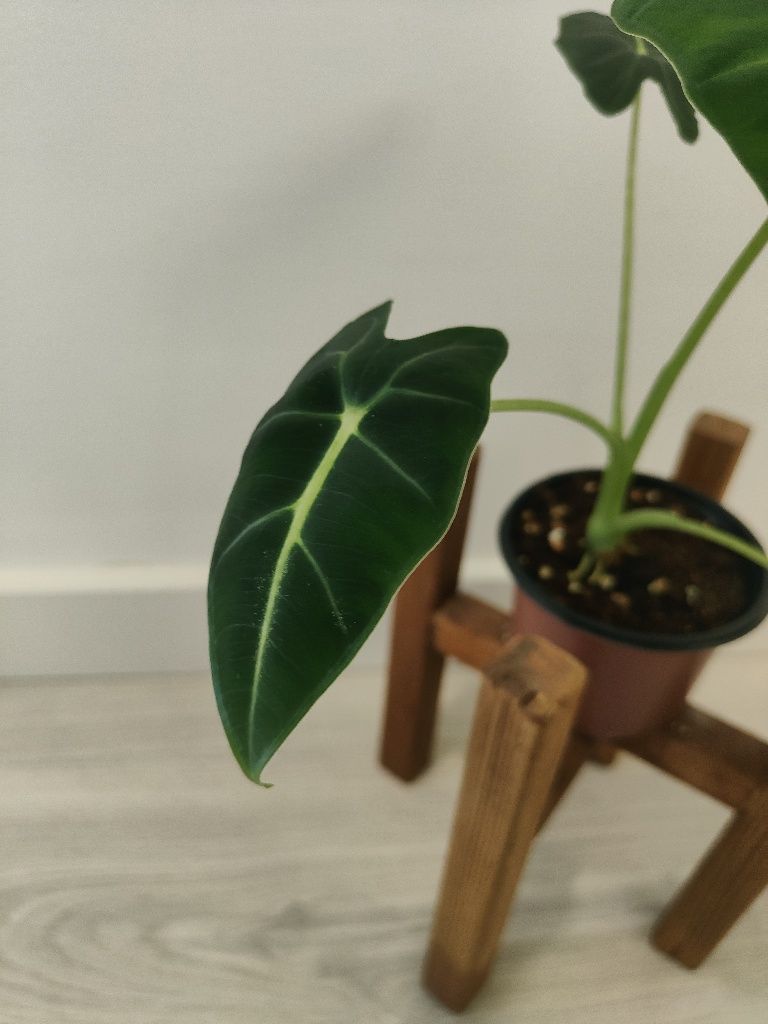 Alocasia frideck // planta interior