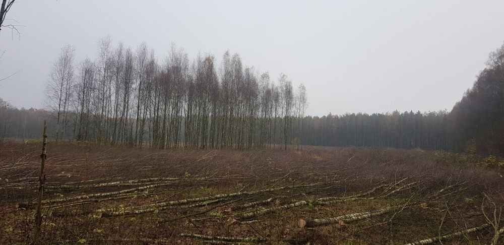 Wycinka drzew,samosiejek,krzakow,Dzierżawa grunow..Usługi Lesne Transp