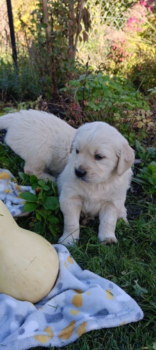 Golden retriever szczenię- ostatni piesek