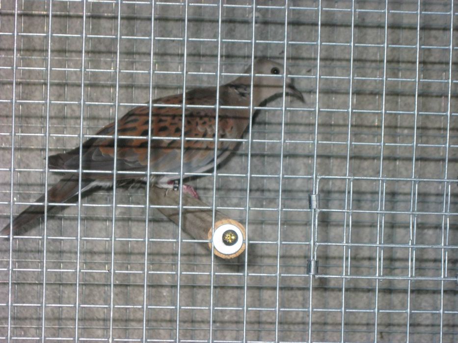 Rolas bravas (Streptopelia turtur) 2025