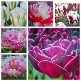 Tulipany, cebulki tulipanów, mix