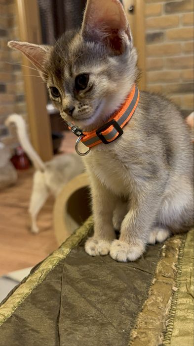 Kot Abisyński SREBRNY- rodowod WCF po Grand International Chempionie