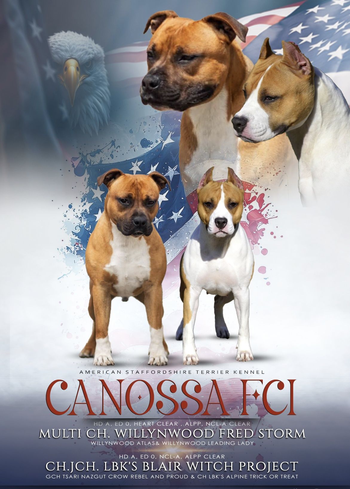 Śliczna łaciata suczka Amstaff FCI / rodzice z kraju z USA