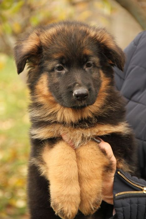 Німецька вівчарка довгошерстна суки
