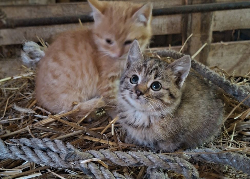 Oddam za darmo kociaki