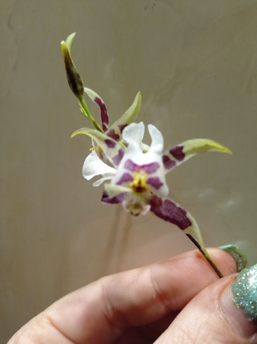 Орхидея Онцидиум Red Fantasy.