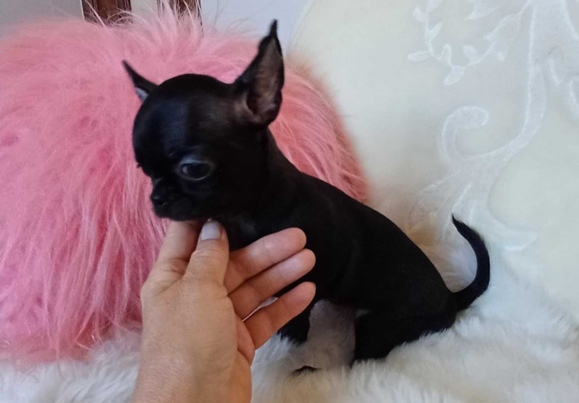 Chihuahua przepiękna trzymiesięczna dziewczynka