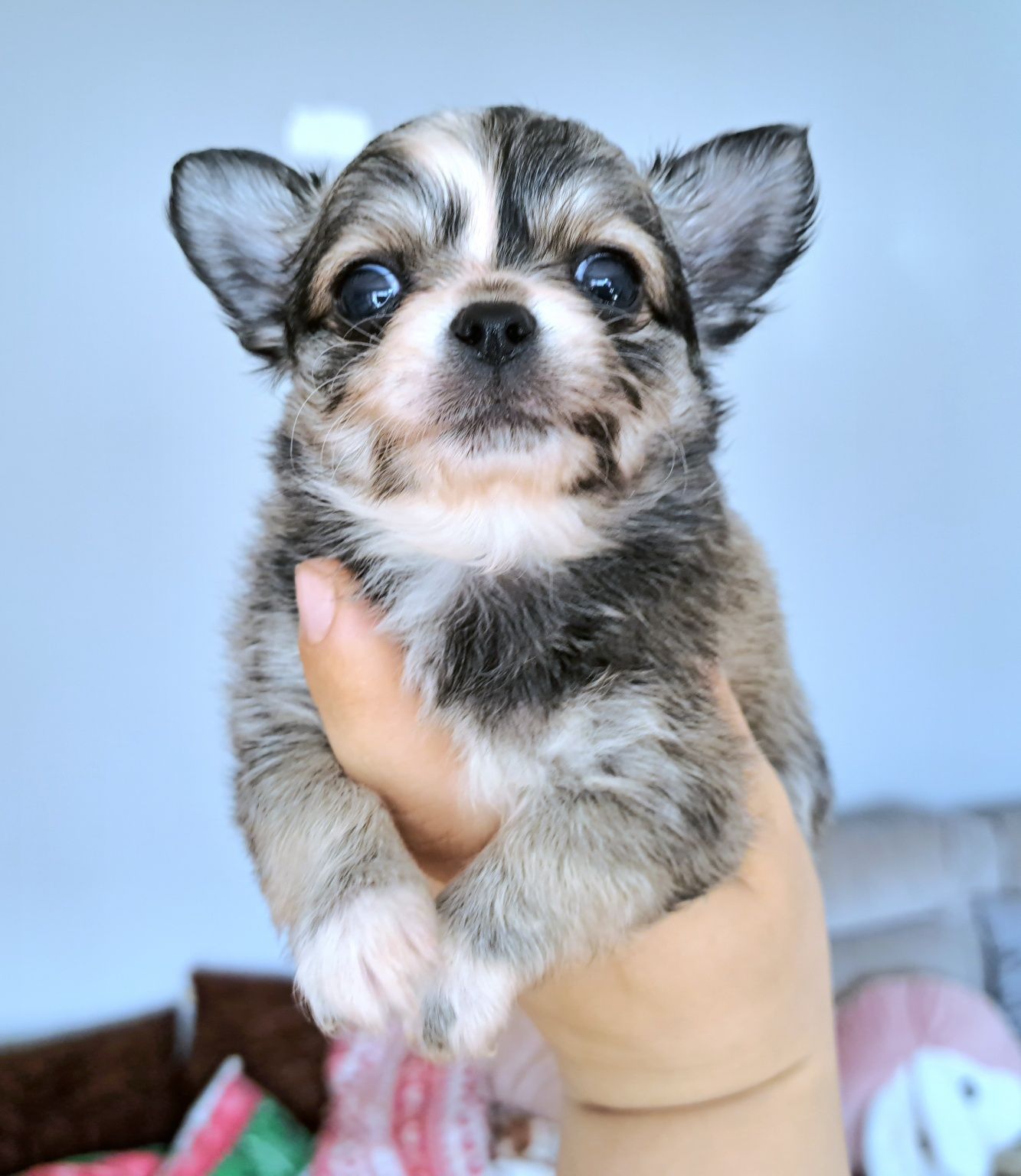 Caladia piękna dziewczynka Chihuahua długowłosa xxs