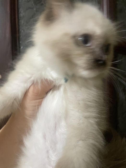 Koteczka Ragdoll Ragdolle cudna seal mitted