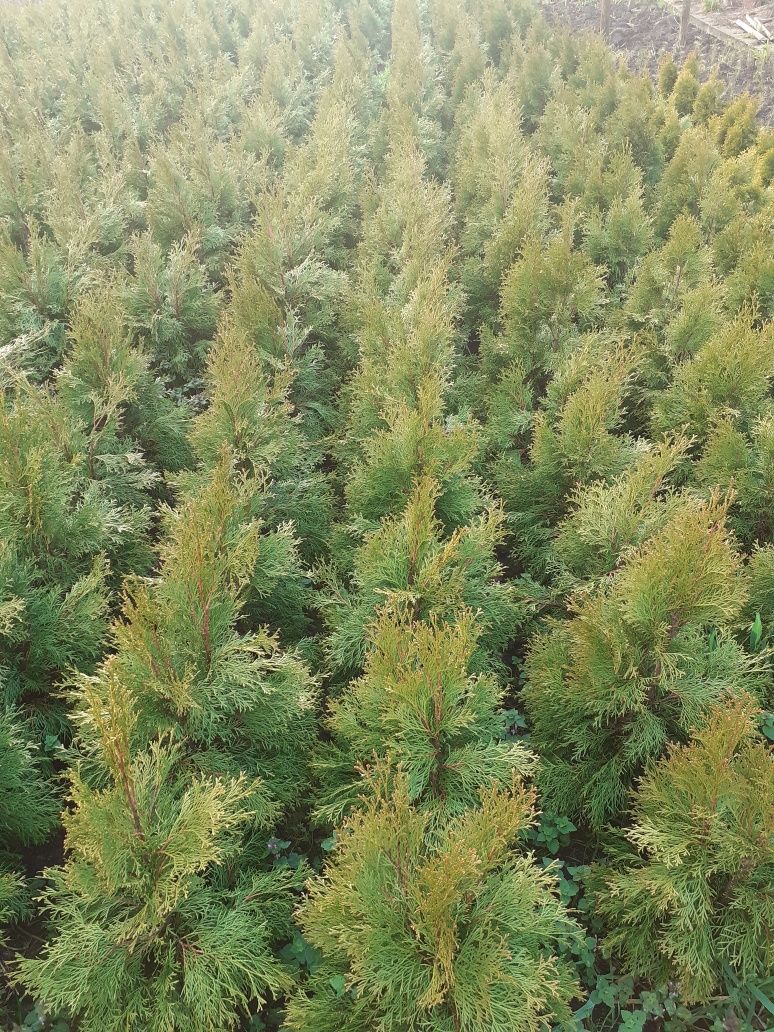 Tuja, Thuja Szmaragd  80-90 cm kopana z gruntu