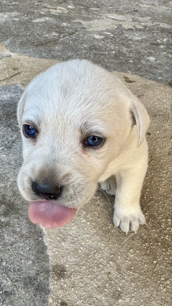 CÃES PARA ADOÇÃO - Troque sua solidão por alegria :))