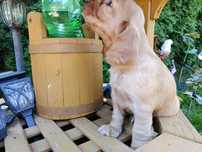 Cocker spaniel angielski Piesek
