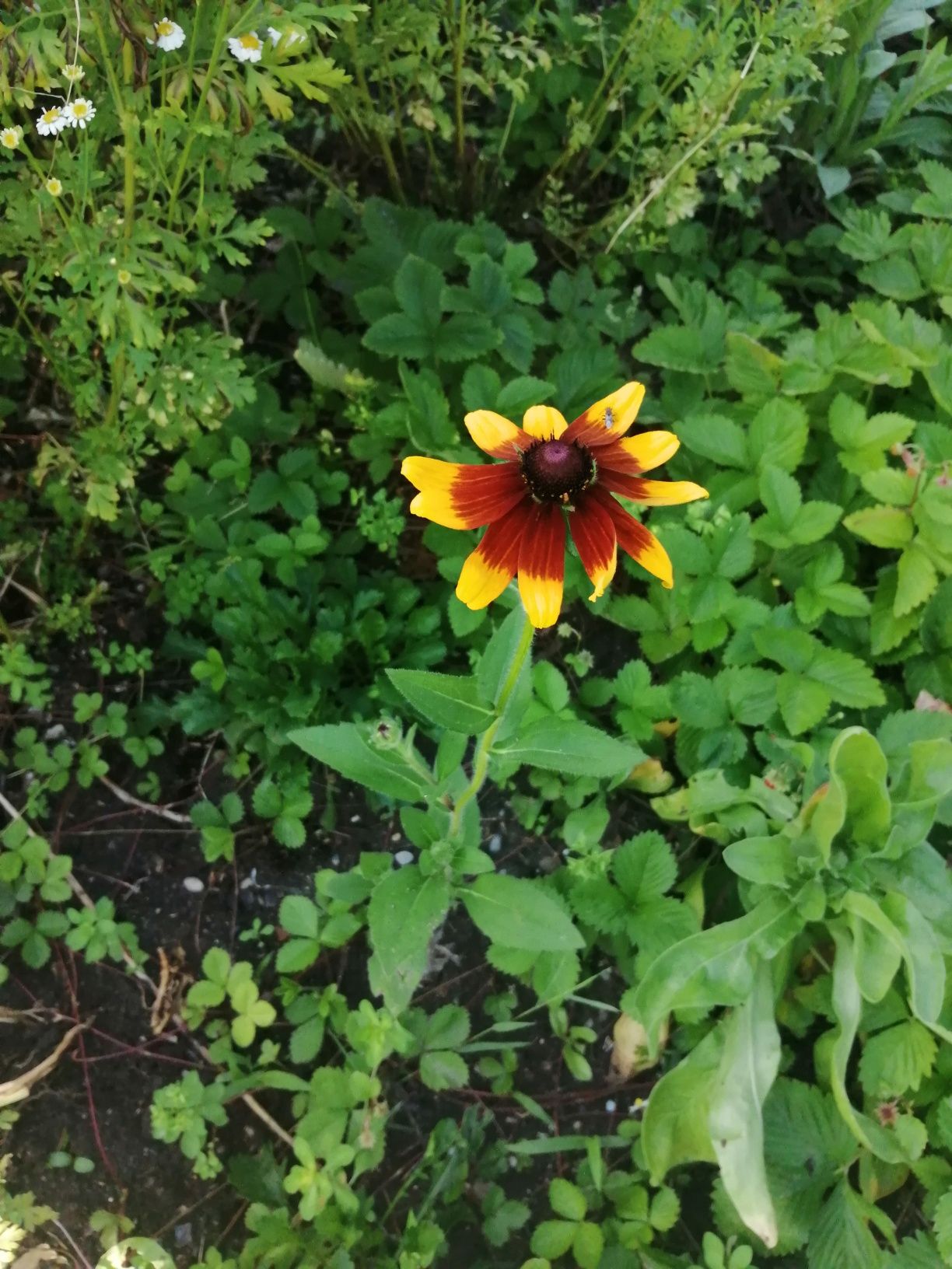 Rudbekia hirta - sadzonki