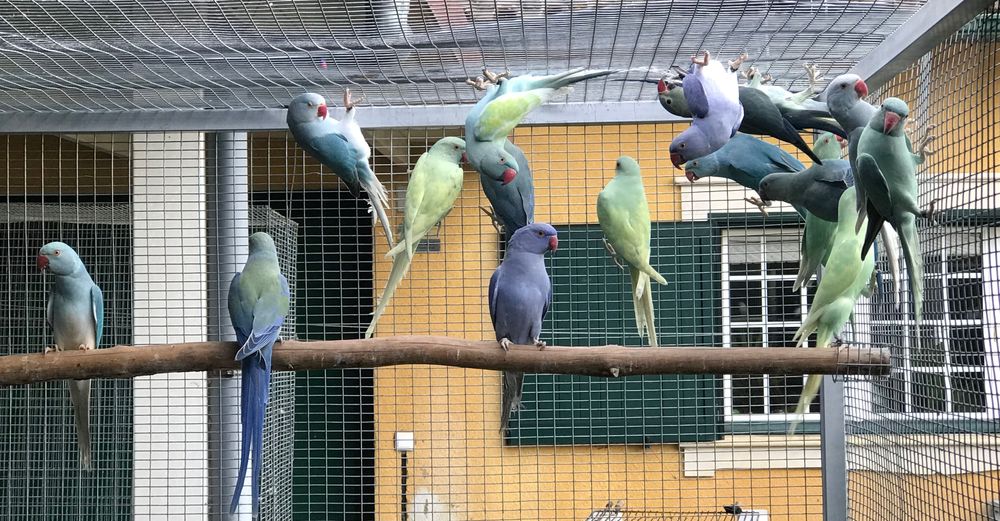 Ring necks de 2025 para cedência