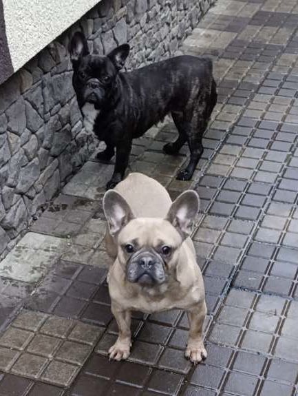 Дві дівчинки дорослі