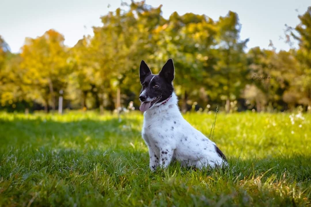 Szukamy odpowiedzialnego Domu dla naszego biało czarnego psiaka!