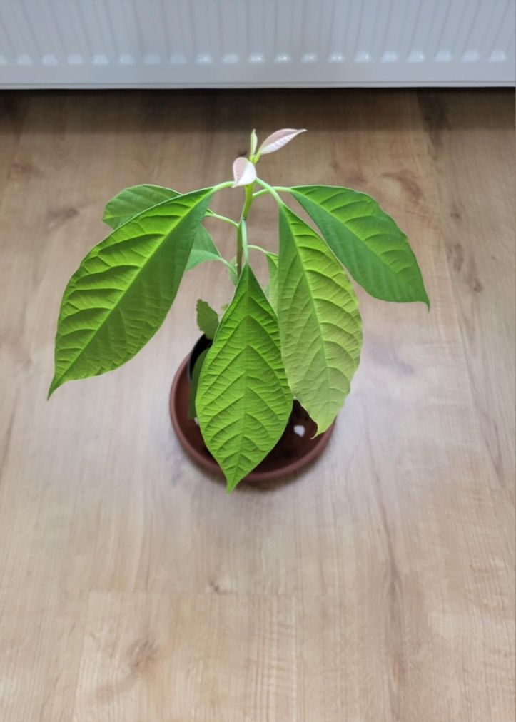 Kwiat awokado wysokość 40 cm