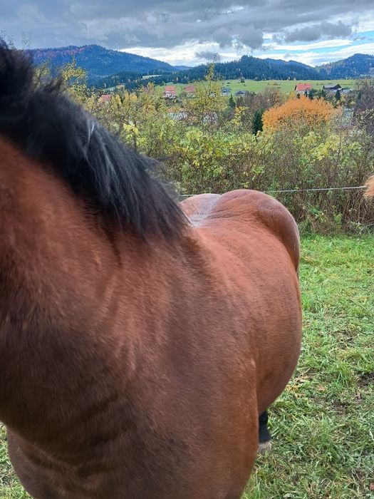 Sprzedam lub zamienię klacz na bydło
