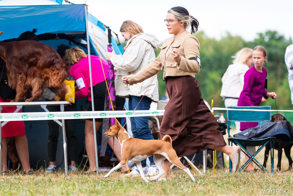 Basenji - rezerwacja szczenięcia po Interchampionach