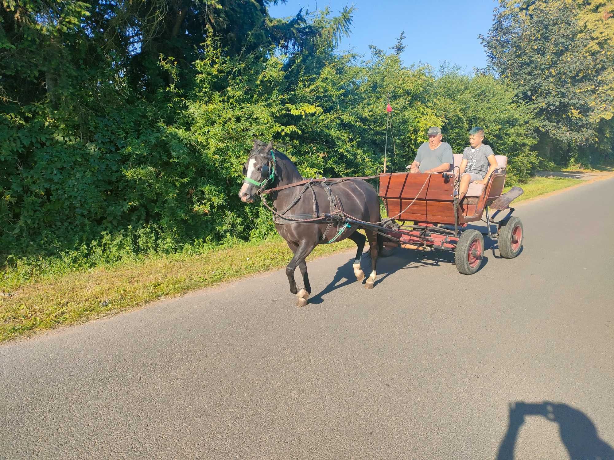 Kuc walijski klacz